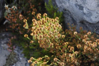 Stoebe spiralis, photographed by Tony Rebelo