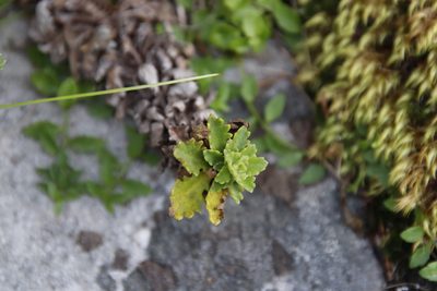Osmitopsis dentata, photographed by Tony Rebelo