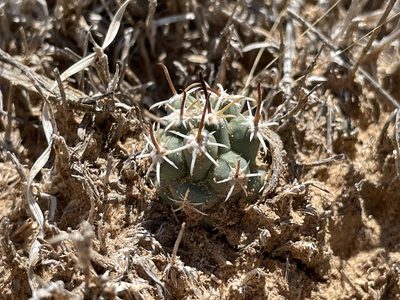 Sclerocactus cloverae, photographed by Bobby McCabe