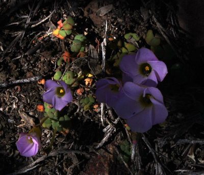 Oxalis algoensis, photographed by Tony Rebelo
