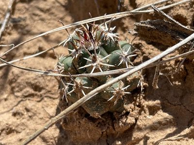 Sclerocactus cloverae, photographed by Bobby McCabe