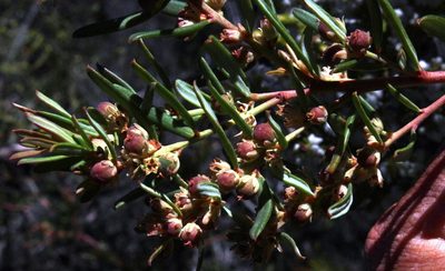 Clutia polifolia, photographed by Tony Rebelo