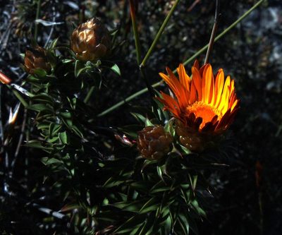 Oedera speciosa, photographed by Tony Rebelo