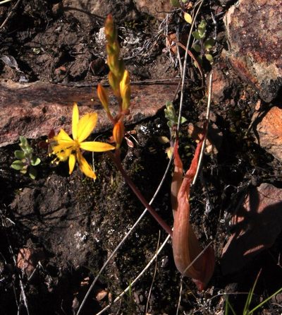 Bulbine praemorsa, photographed by Tony Rebelo