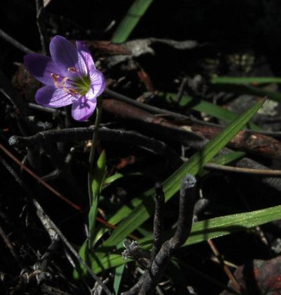 Geissorhiza foliosa, photographed by Tony Rebelo