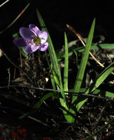 Geissorhiza foliosa, photographed by Tony Rebelo