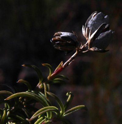 Freylinia densiflora, photographed by Tony Rebelo