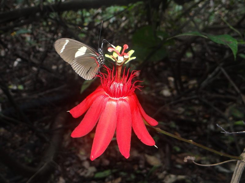 Passiflora punicea, photographed by Vincent A. Vos