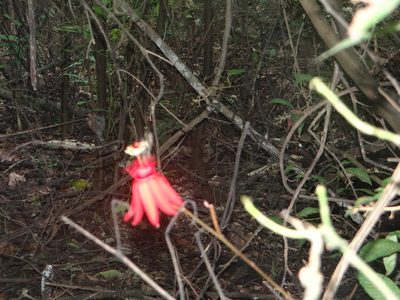 Passiflora punicea, photographed by Vincent A. Vos