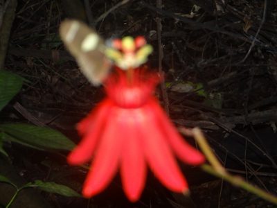 Passiflora punicea, photographed by Vincent A. Vos