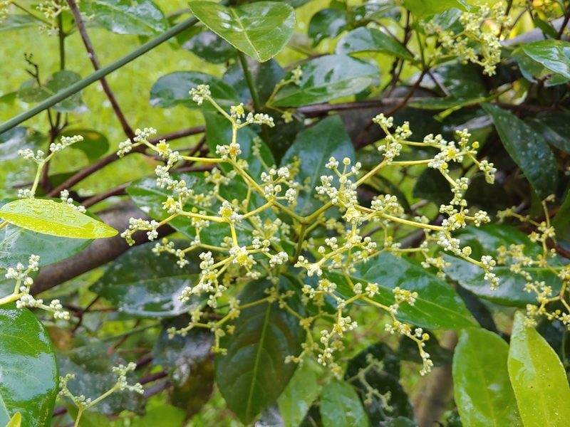 Hippocratea volubilis, photographed by Kurt Miller