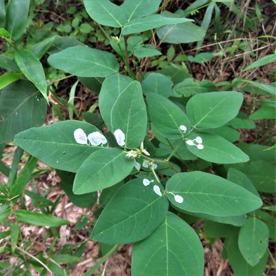 Desmodium viridiflorum, photographed by Annika Lindqvist