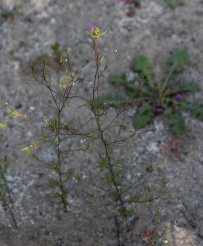 Wahlenbergia exilis, photographed by Tony Rebelo