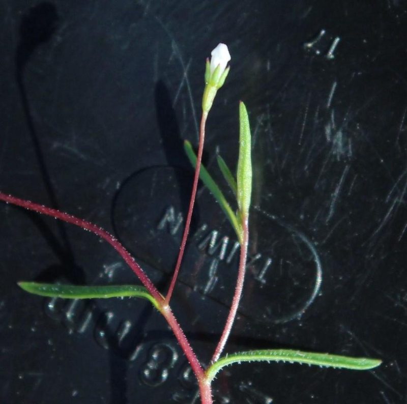 Wahlenbergia exilis, photographed by Tony Rebelo