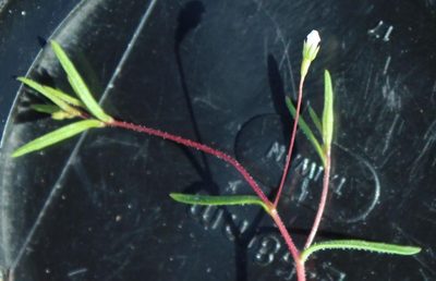 Wahlenbergia exilis, photographed by Tony Rebelo