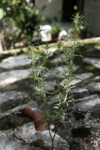 Satureja hortensis, photographed by Paul Braun