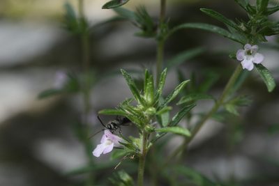 Satureja hortensis, photographed by Paul Braun