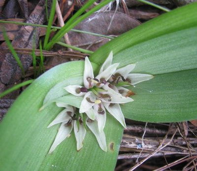 Colchicum longipes, photographed by douglaseustonbrown