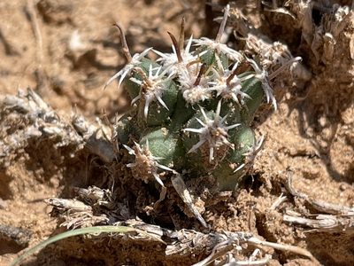 Sclerocactus cloverae, photographed by Bobby McCabe