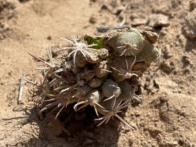 Sclerocactus cloverae, photographed by Bobby McCabe