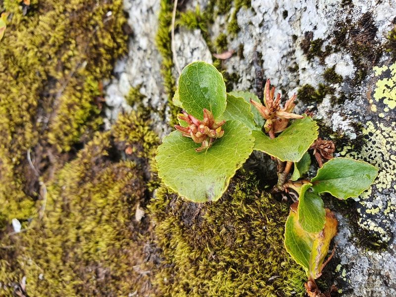 Salix herbacea, photographed by Michael D. Pirie