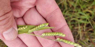Eriochloa villosa, photographed by Jeff D Hansen