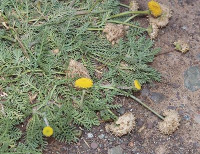 Lasiospermum poterioides, photographed by Tony Rebelo