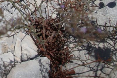 Limonium cancellatum, photographed by Paul Braun