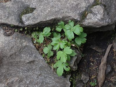Ranunculus uncinatus, photographed by Ellyne Geurts