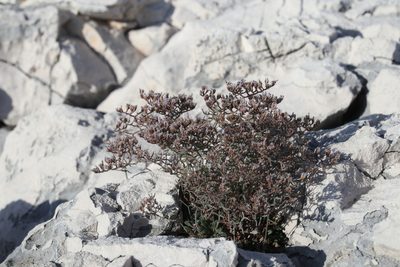 Limonium cancellatum, photographed by Paul Braun