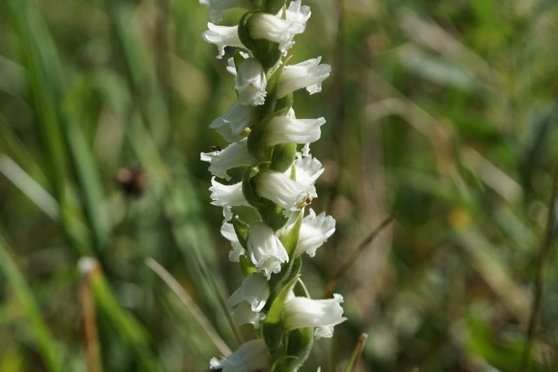 Spiranthes arcisepala, photographed by Matt Pelikan