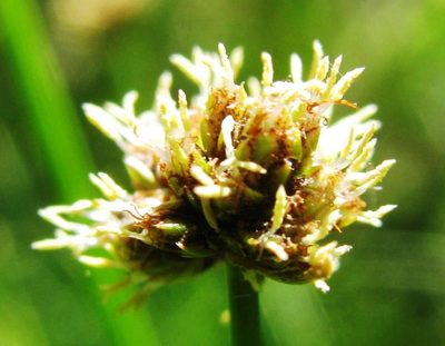 Isolepis costata, photographed by douglaseustonbrown