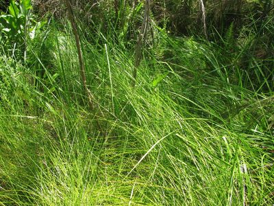 Isolepis costata, photographed by douglaseustonbrown