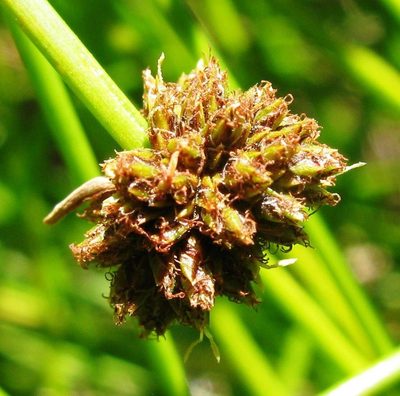 Isolepis costata, photographed by douglaseustonbrown