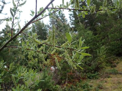 Salix sitchensis, photographed by Ellyne Geurts