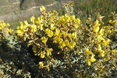 Argyrolobium parviflorum, photographed by Brian du Preez