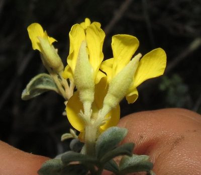 Argyrolobium parviflorum, photographed by Brian du Preez