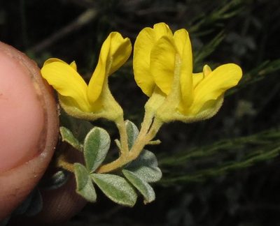 Argyrolobium parviflorum, photographed by Brian du Preez