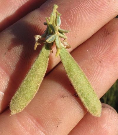 Argyrolobium parviflorum, photographed by Brian du Preez