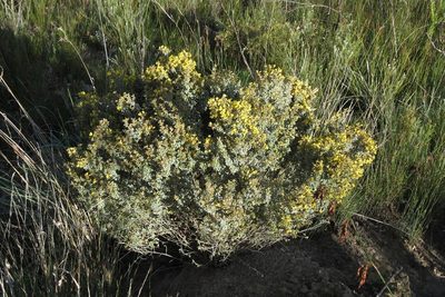 Argyrolobium parviflorum, photographed by Brian du Preez