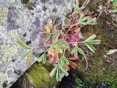 Sibbaldia procumbens, photographed by Michael D. Pirie