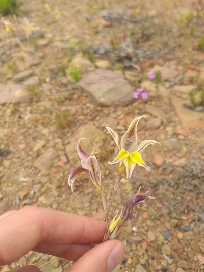 Gladiolus permeabilis, photographed by Tim Kirsten