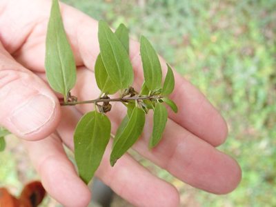 Melampyrum lineare, photographed by Rob Foster