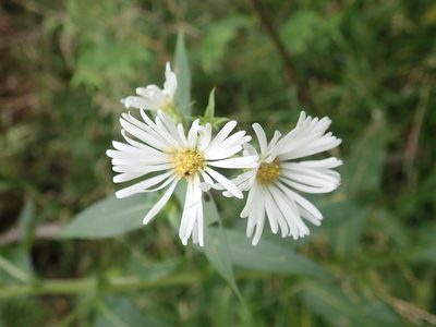 Symphyotrichum puniceum, photographed by Rob Foster