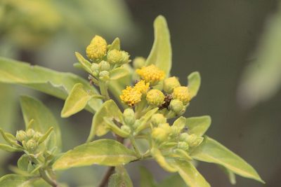 Zaluzania augusta, photographed by José Belem Hernández Díaz