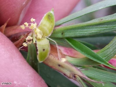 Cliffortia longifolia, photographed by Chris Vynbos