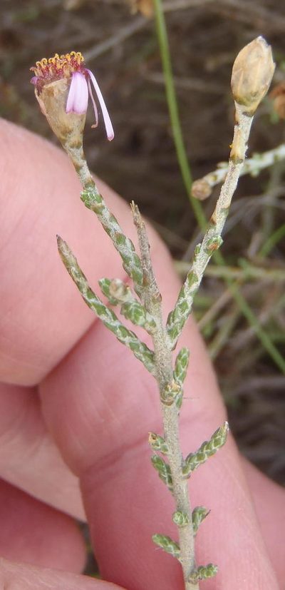 Phymaspermum appressum, photographed by Nicola van Berkel