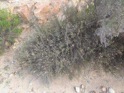 Phymaspermum appressum, photographed by Nicola van Berkel