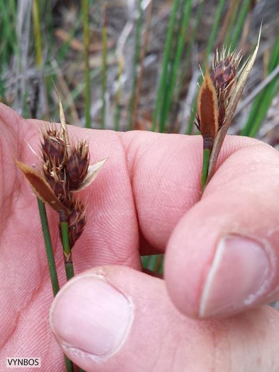 Hypodiscus alboaristatus, photographed by Chris Vynbos
