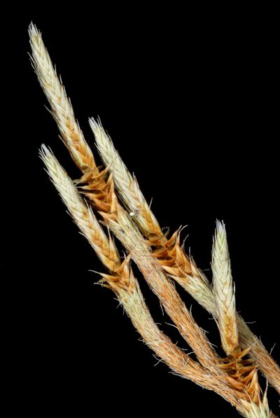Selaginella acanthonota, photographed by Douglas Goldman